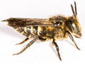 Coelioxys inermis